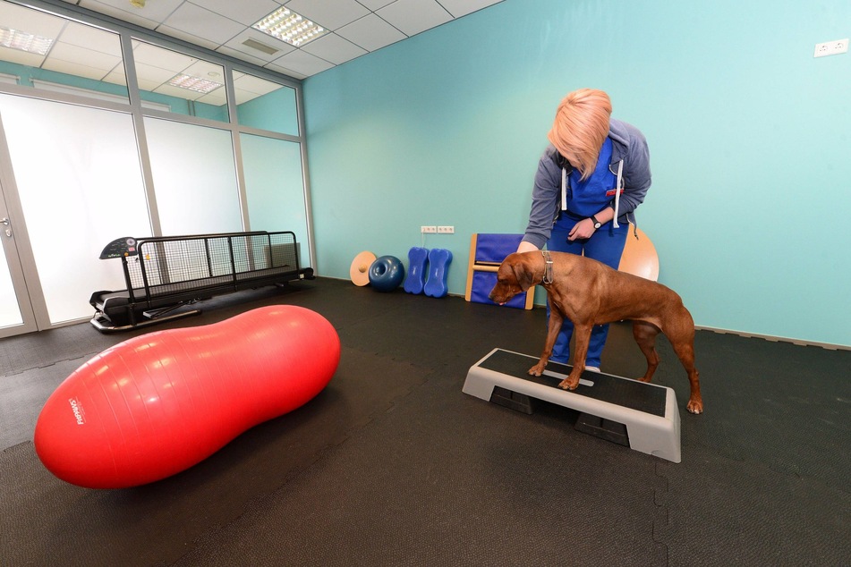 For four-legged friends, physiotherapy can make a world of difference