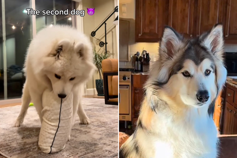 Odesa (l.) is a very rambunctious dog, but Alaskan Malamute Duke (r.) is a pretty chill dude.