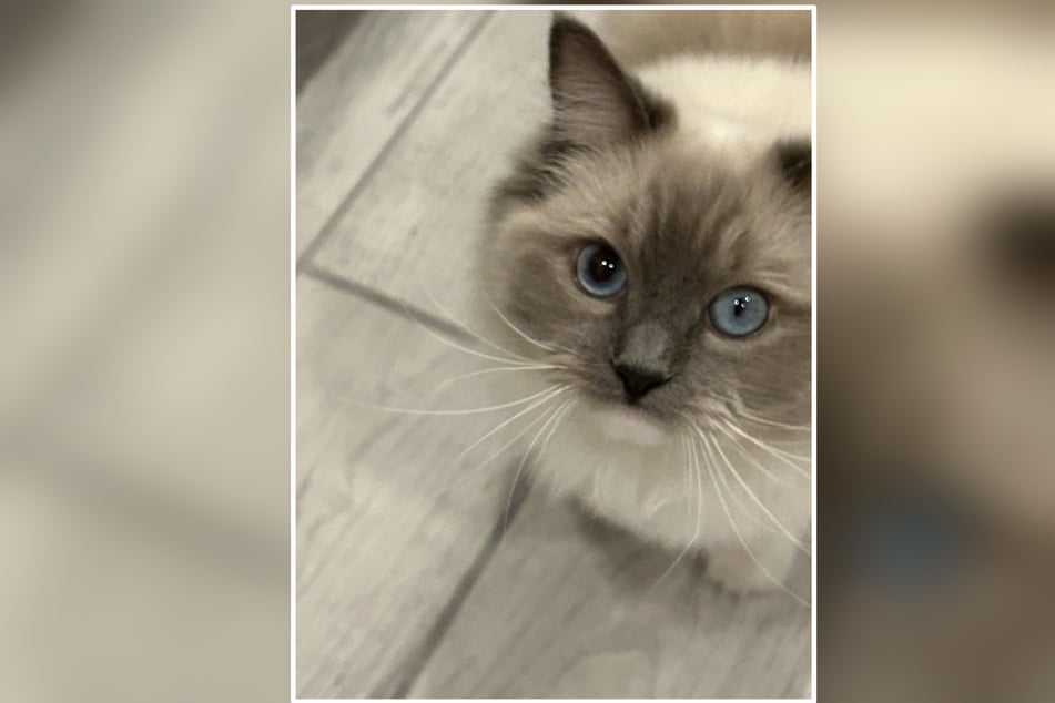 This Ragdoll cat owner shared a photo of her furry friend on Reddit with the question, "Anybody seen this happen before?" What came next shocked her!