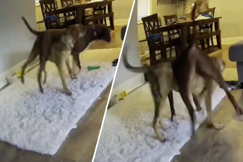 TikTok user can't stop laughing at these two dogs playing piggyback