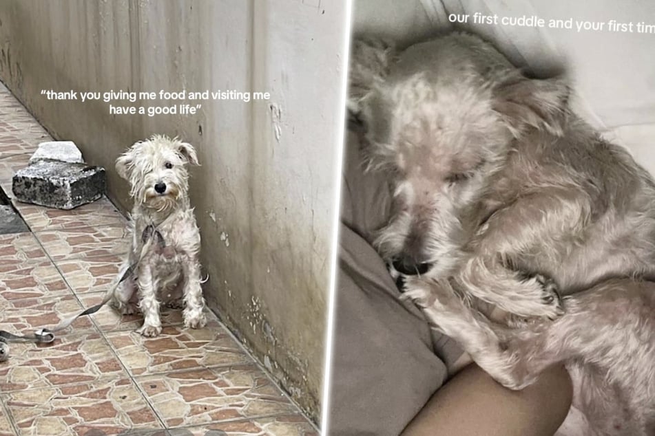 This poor dog spent years chained-up outdoors before a dog lover came to her rescue.