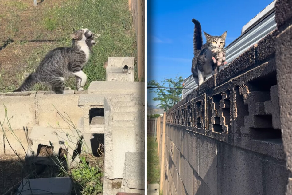 Stray cat shocks neighborhood with what's in its mouth, but that's just the beginning