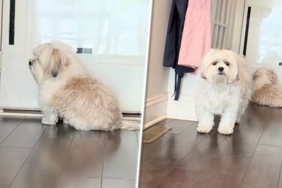 Dog owner sets up pet cam to see what her pups get up to while she's gone – the answer has her speechless