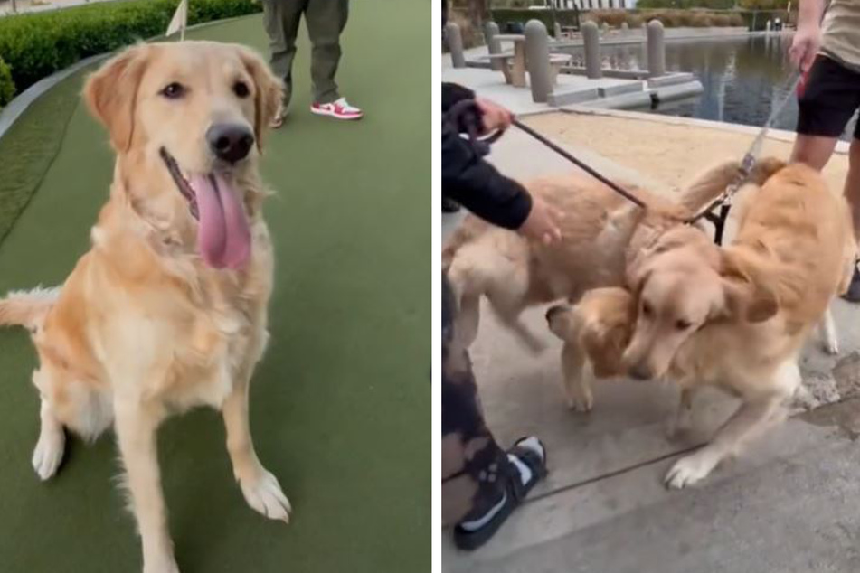 What was going on there? Two Golden Retriever females were exuberantly falling over each other.