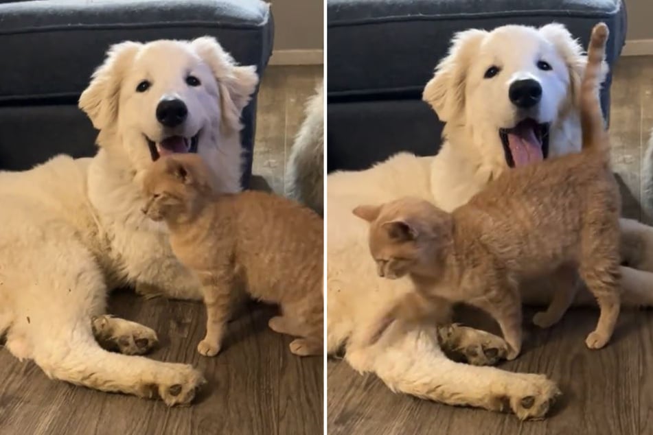 Holly the dog and Gunther the cat make an appearance on TikTok that will make you strain your laughter muscles!