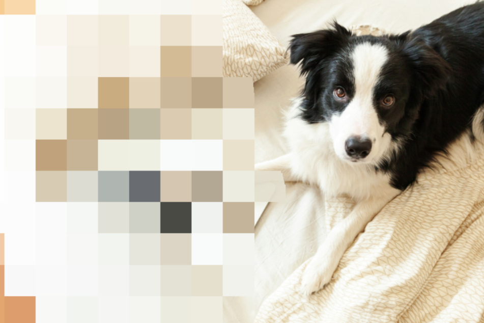 Barking from home: sheep dog learns to do virtual herding