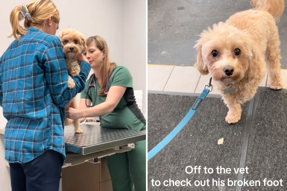 Maltipoo dog presents owner with broken leg – then the strange truth comes out
