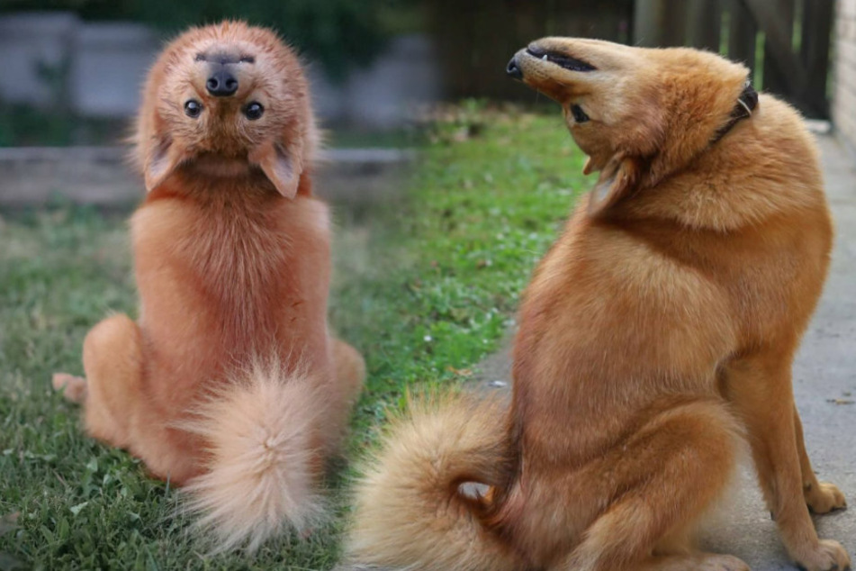 This dog turns heads on Instagram, including her own