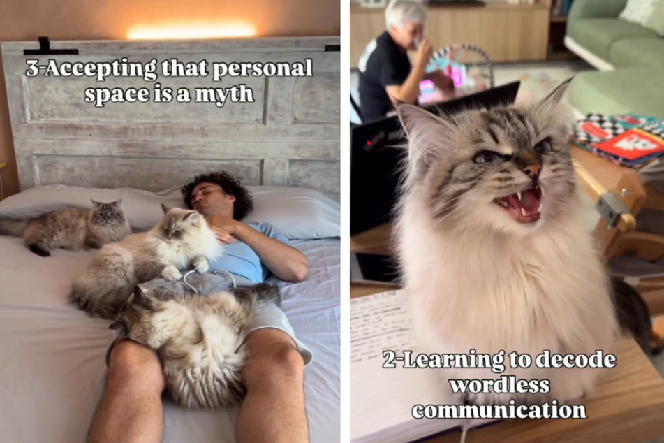 Cat owners reveal hilarious way their pets "trained" them for parenthood