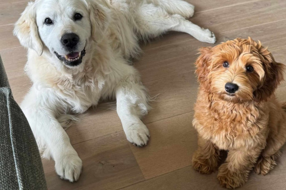 When Anouk saw the photos they later sent her of the mismatched dogs, she could hardly believe her eyes.
