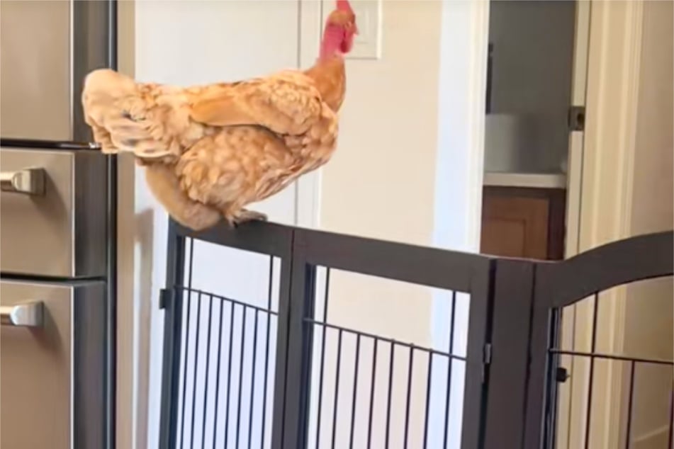 Her path led her through the laundry room and into the house – even a baby gate didn't stop her.