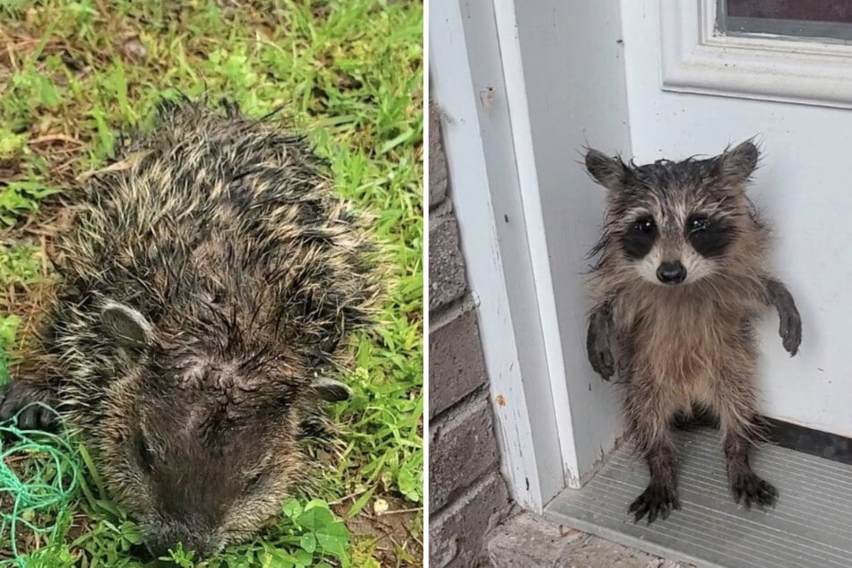 Terrified baby raccoon begs for help on doorstep as second animal awaits rescue