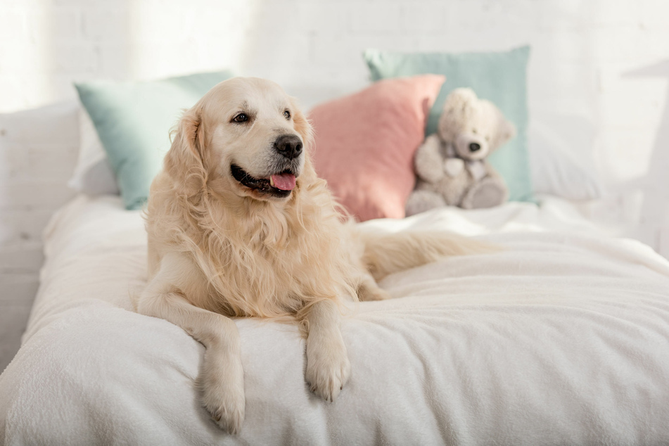 Cuddling with a puppy can be all fun and games, but when they grow up, you may find that your bed has become the dog's.