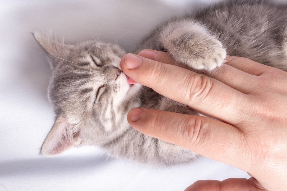 Why does my cat lick me?