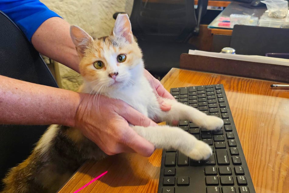 Pepper the kitten had a good life in the library.