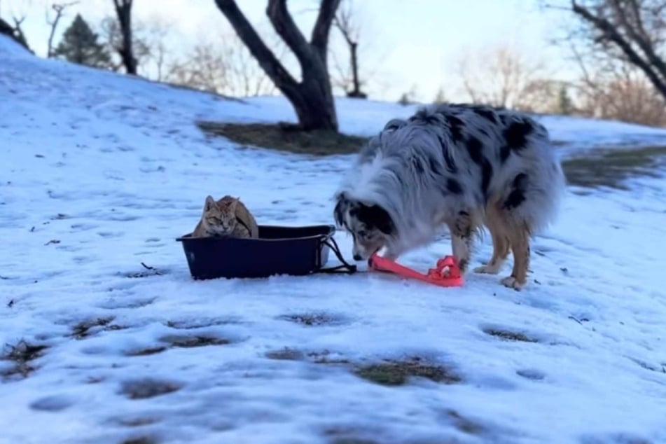 What are Whisper the cat and Promise the Australian Shepherd dog doing in the snow?
