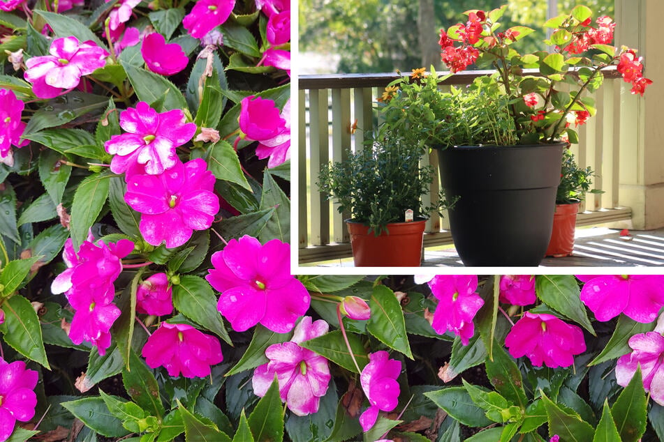 The best low-light plants to grow at home