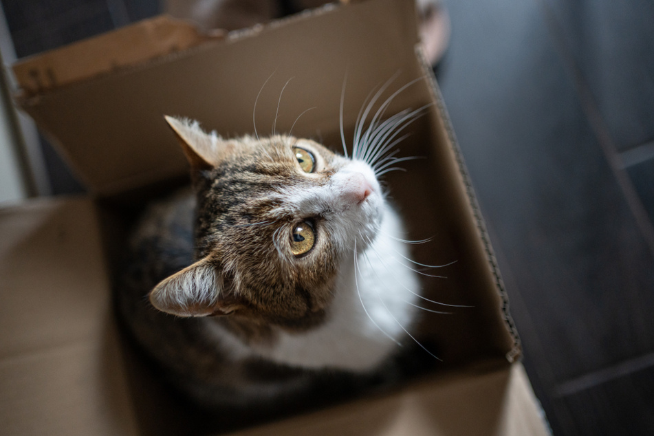 Cats are adventurous – you can offer them a lot of variety even with a few simple ideas (stock image).