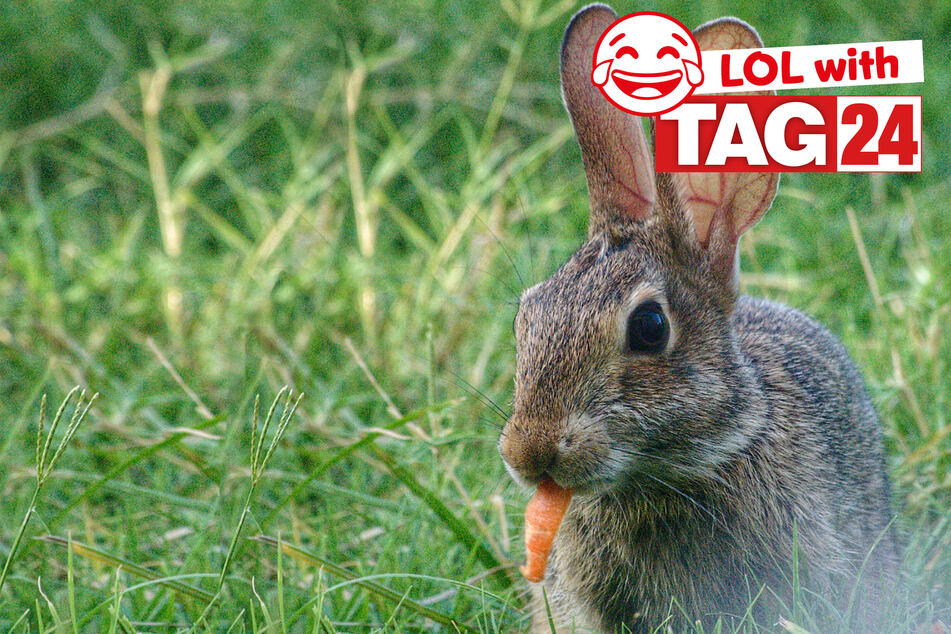 Today's Joke of the Day is a bunny funny.