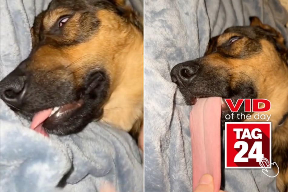 Viral Video of the Day for January 20, 2024: Dog owner takes extreme measures to wake up slumbering pup