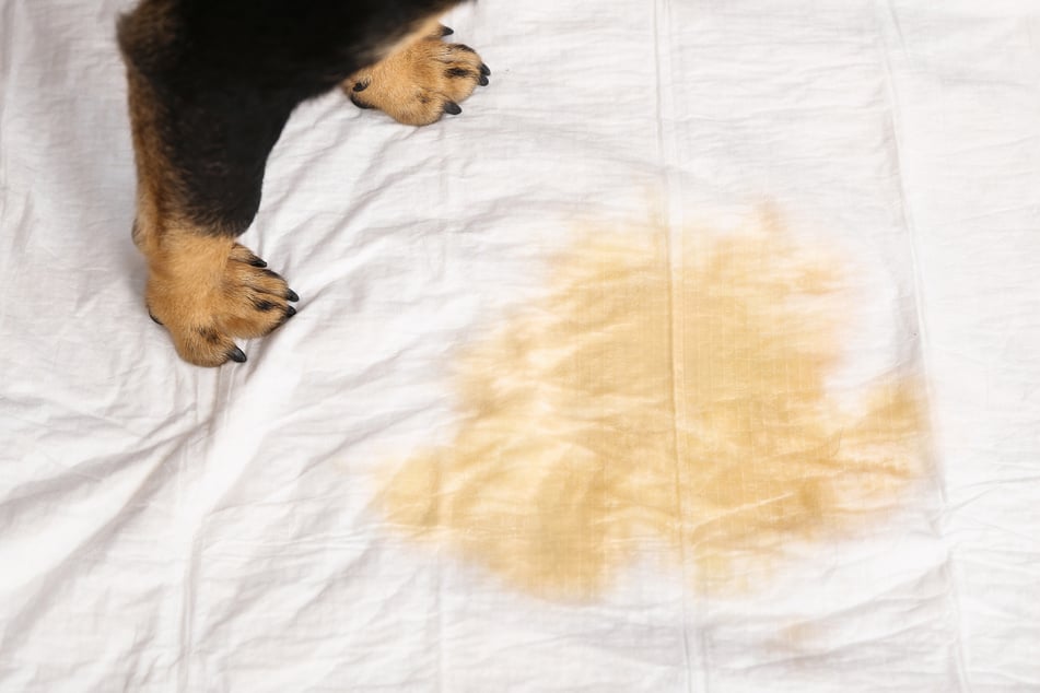 Home remedies can help if you want to clean dog beds and get rid of urine stains.