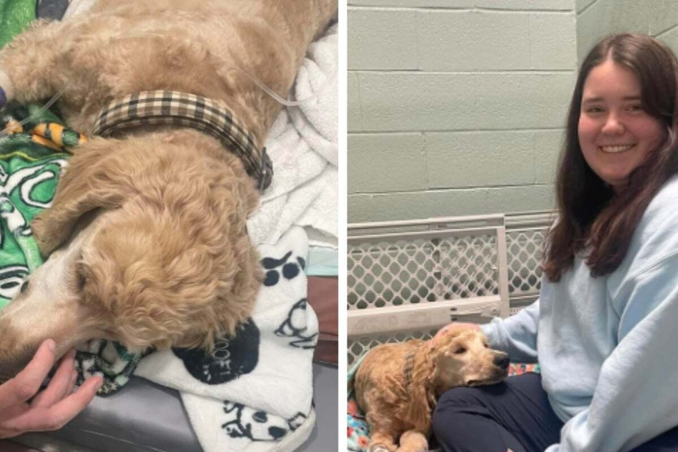 Even though the therapy costs will be expensive, McCay and Roberts want to do everything in their power to help the injured dog recover.