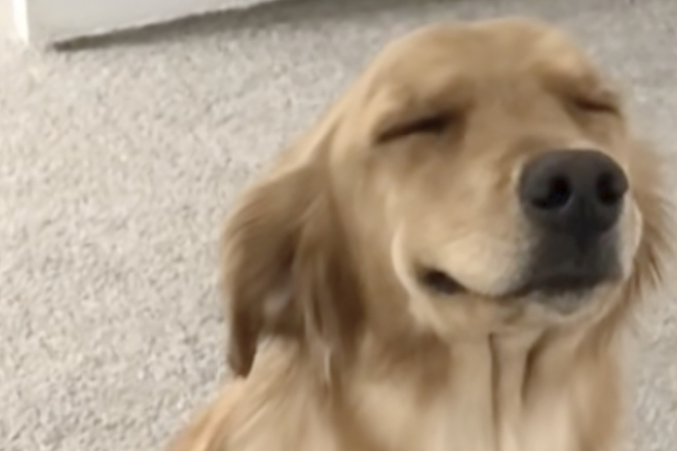 It's hard to be mad at such a cute doggy face.