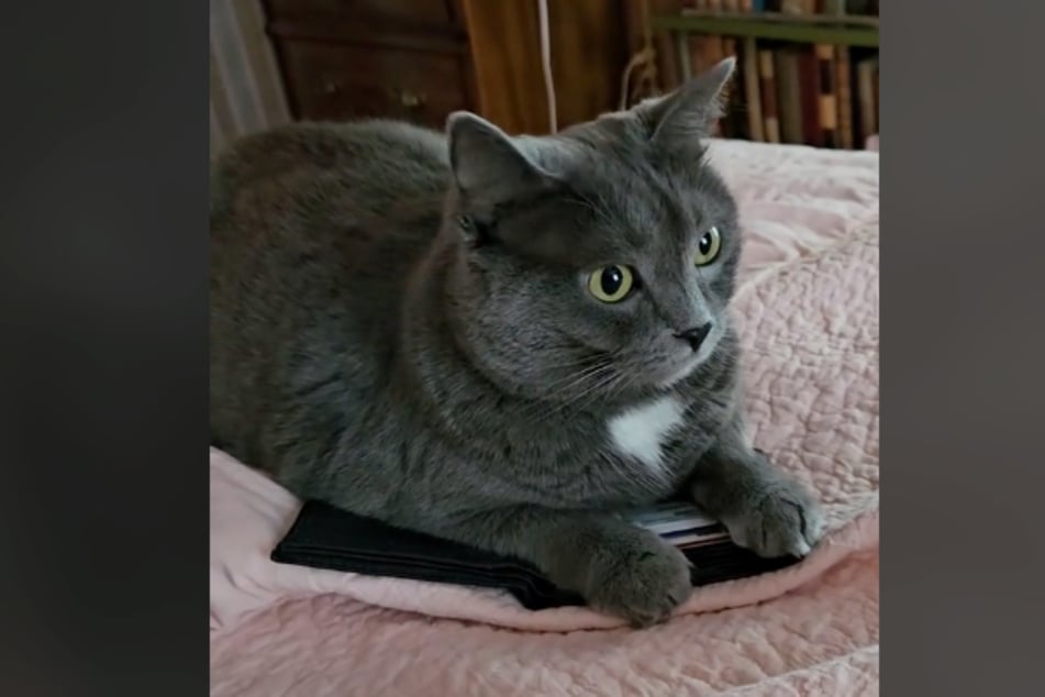 Gem claimed her late owner's wallet by plopping on top of it.