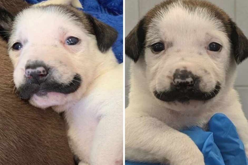 A dog named Salvador Dolly first went viral as a puppy in 2019. Now there's been an important pup-date on the little one!