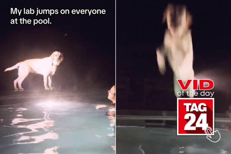 Viral Video of the Day for August 15, 2024: Dog can't stop jumping on people in swimming pools: "Stop!"