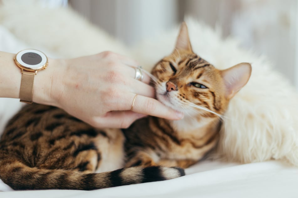 A tiger-like kitty, the Bengal cat is certainly one of the cutest cats in the world.