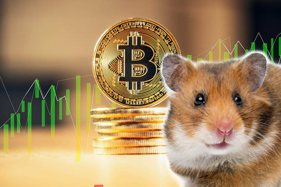 Rodent of Wall Street: Mr.Goxx the hamster is officially one of the world's top crypto-traders
