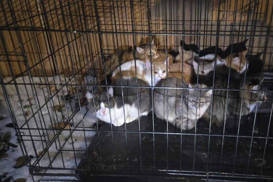 Eight kittens found abandoned in a cage amid freezing temperatures