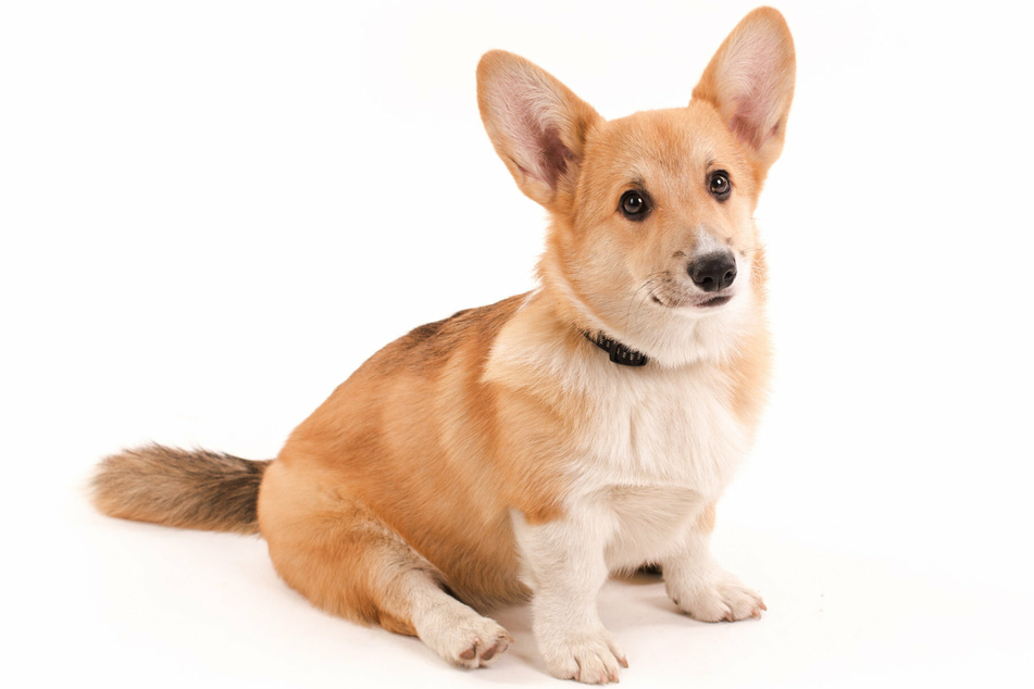 If your dog starts staggering around as if it's drunk, take it immediately to the vet.