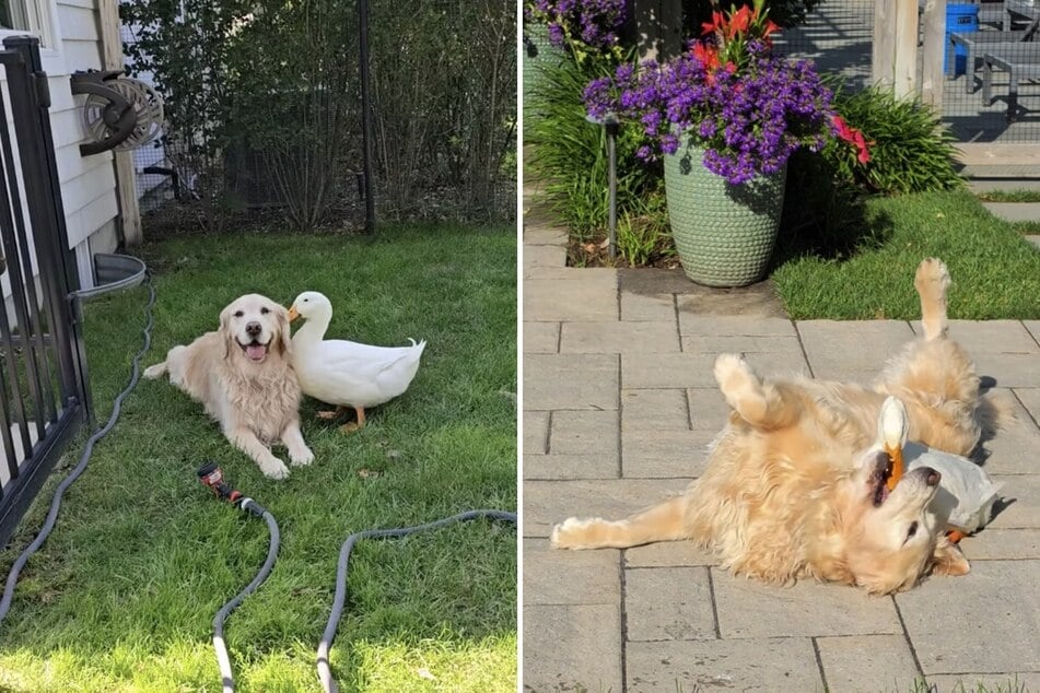 Dog and duck become bestest buds - and the internet can't get enough!