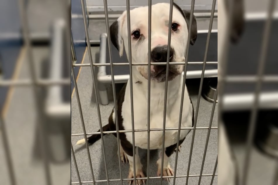 Ladybug the dog was completely terrified when she came to the shelter.