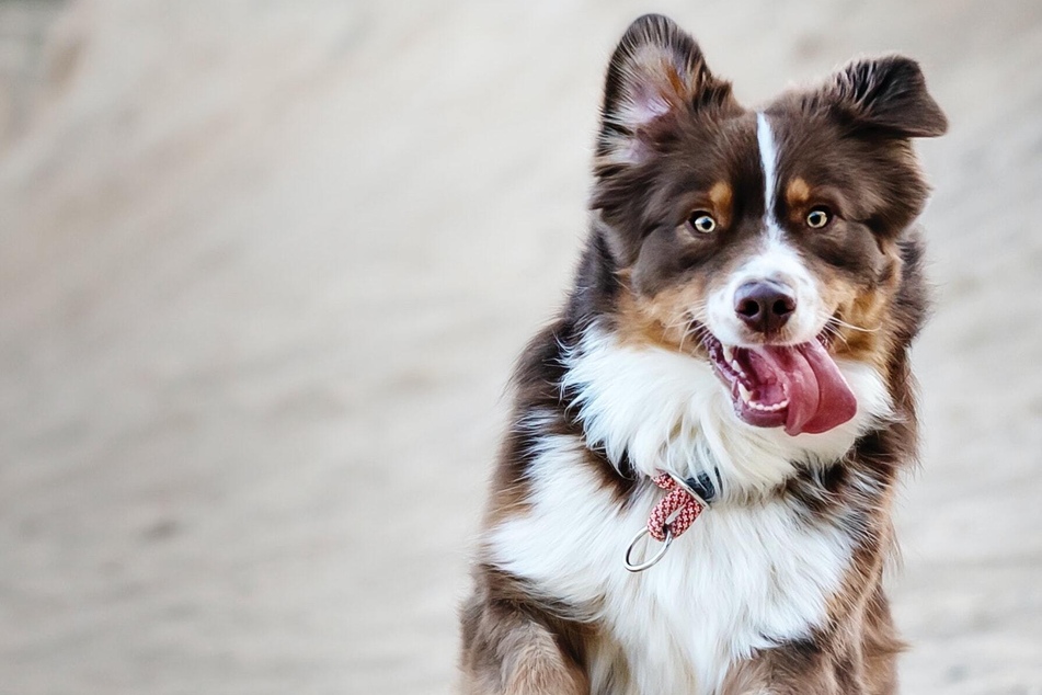 How to calm a dog down: Dealing with an overexcited pet