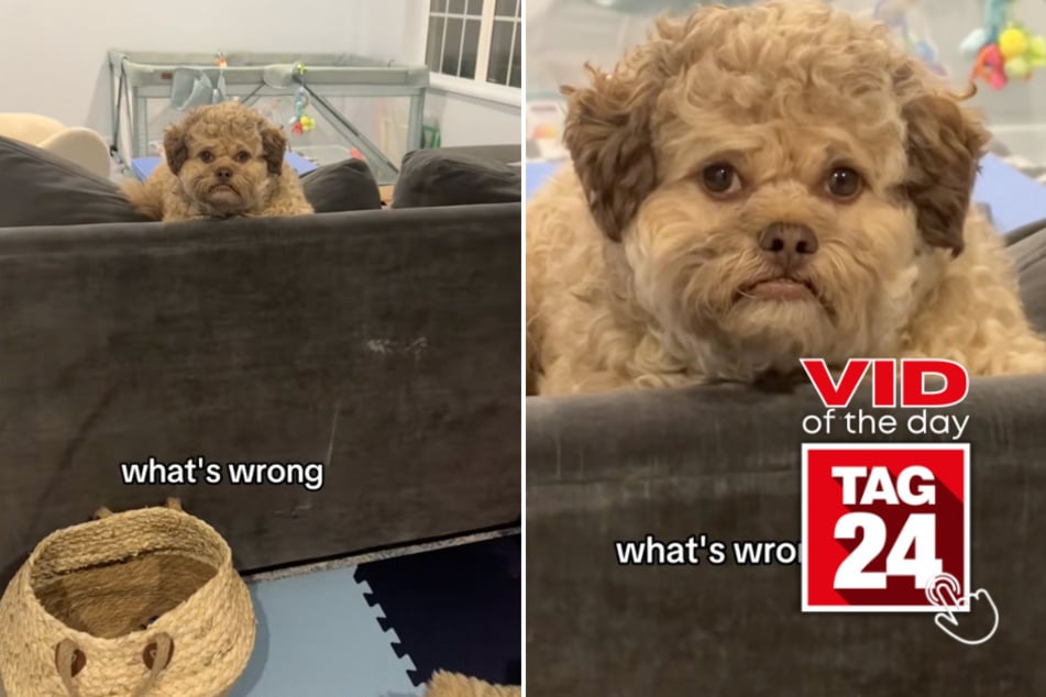 Viral Video of the Day for August 15, 2025: Dog's human-like face has TikTok freaking out!