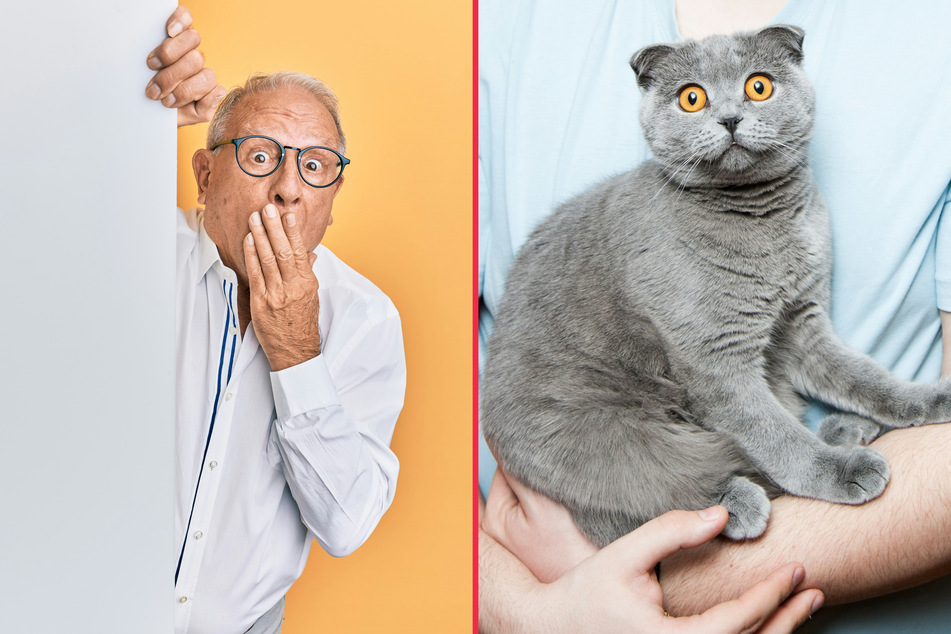 Treat people who are scared of cats with care and respect.