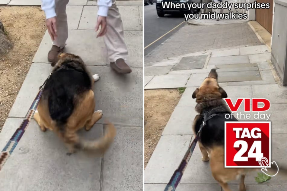 Viral Video of the Day for June 26, 2023: Delightful dog has the most adorable greeting!