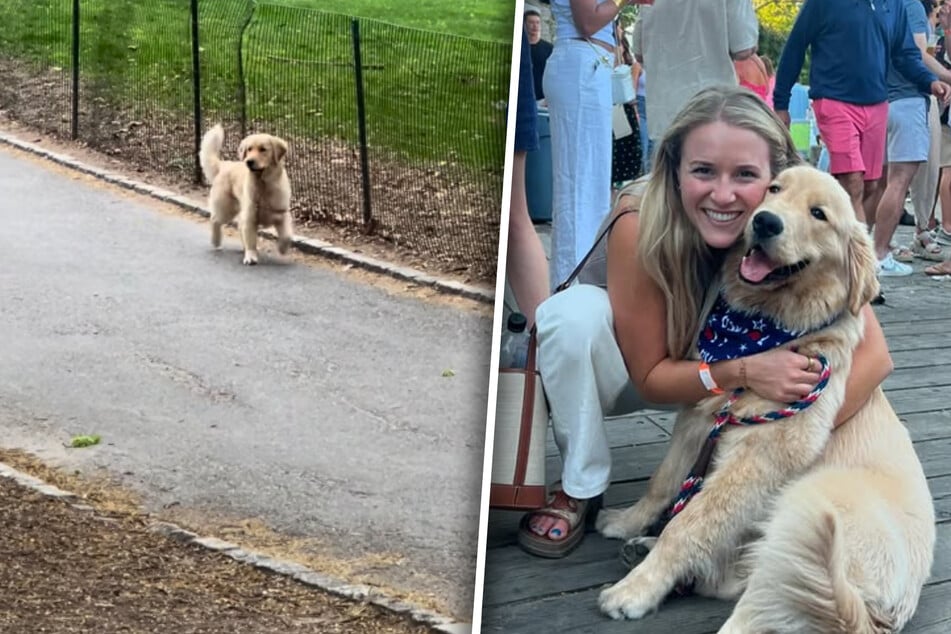 Golden Retriever loses sight of her mama at the park, and her reaction is priceless