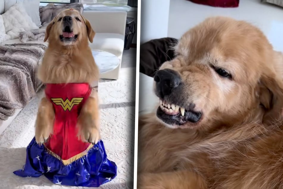 It doesn't seem to bother the dog owner in the slightest when her furry friend starts to scowl.
