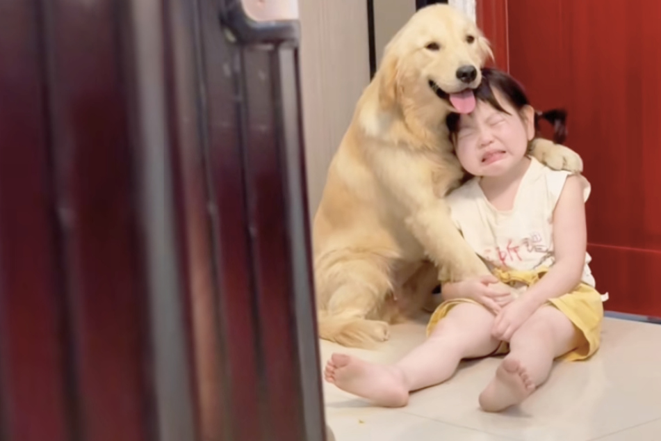 Mother scolds little girl: what her dog best friend does next melts hearts