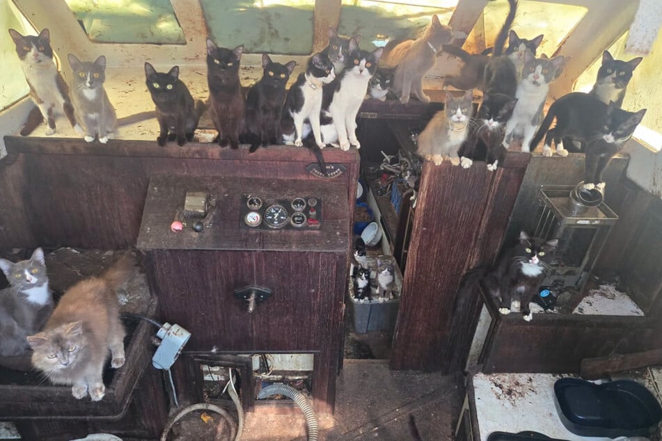Over 30 cats were found on an abandoned boat in Tacoma.