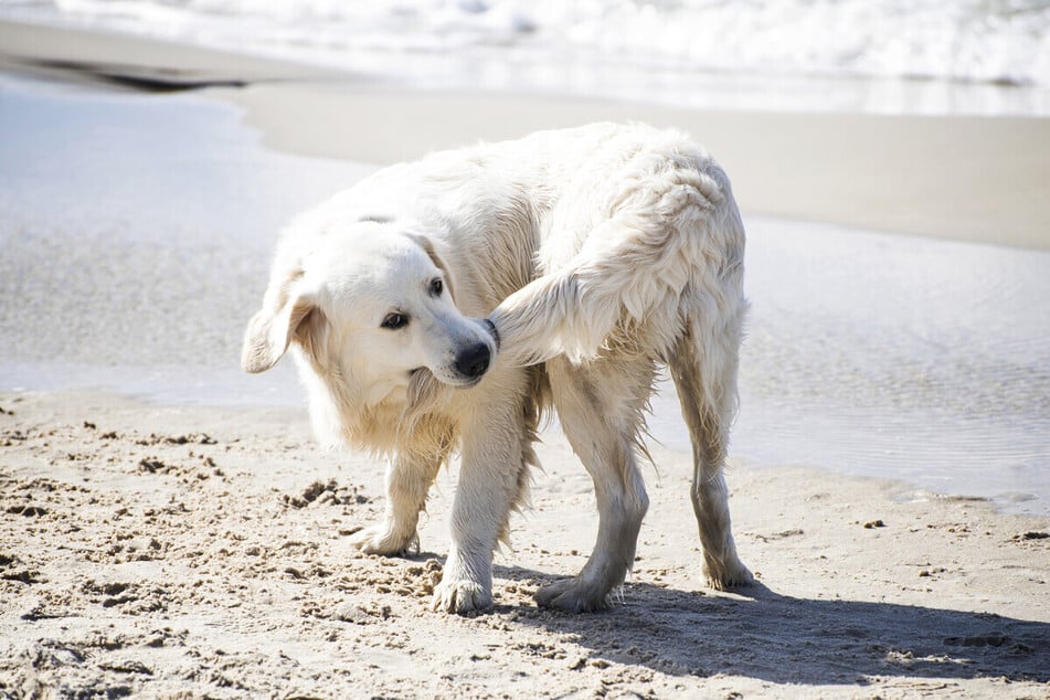 Why do dogs chase their tails?