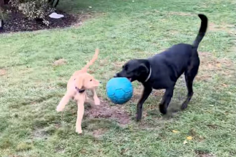 Dogs Mitzi and Betty have quickly become best friends and the ball is finally being put to good use.