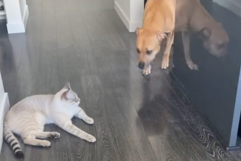 This poor pooch looks absolutely terrified to cross the cat's path.