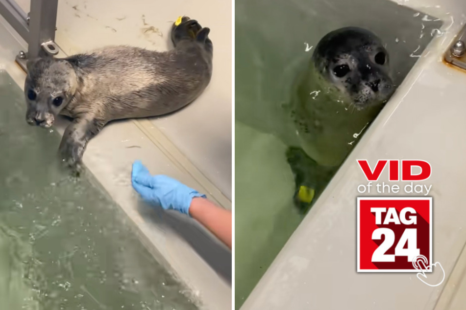 Viral Video of the Day for July 18, 2026: Baby seal named Matcha conquers first swim in cutest way possible!
