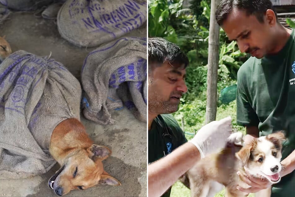 In Nagaland, India, animal welfare activists rescued 18 dogs from a breeding operation involved in the dog meat trade.