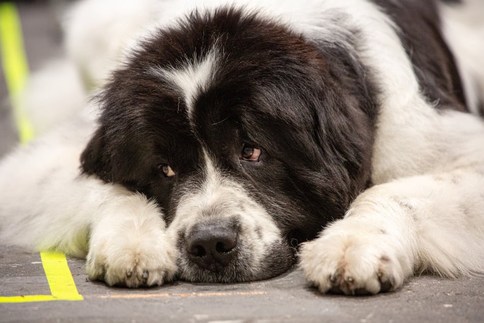 Newfoundlands are big friendly giants.